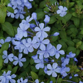 Plumbago auriculata | Vivero Multiplant