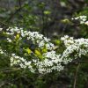 Spiraea Prunifolia | Vivero Multiplant