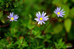 Agathea Vivero Multiplant
