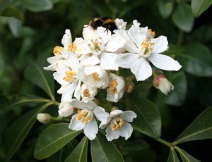 Choisya ternata Vivero Multiplant