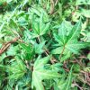 Hedera Verde Mini | Vivero Multiplant