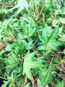 Hedera Verde Mini | Vivero Multiplant