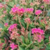 Kalanchoe | Vivero Multiplant