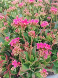 Kalanchoe | Vivero Multiplant