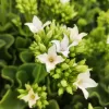 Kalanchoe Blossfeldiana | Vivero Multiplant