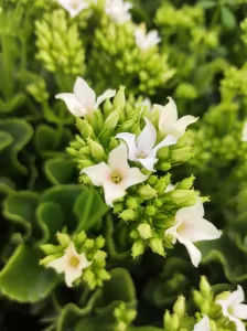 Kalanchoe Blossfeldiana | Vivero Multiplant