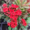 Kalanchoes Blossfeldiana | Vivero Multiplant