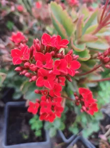 Kalanchoes Blossfeldiana | Vivero Multiplant