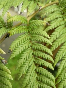 Lophosoria Quadripinnata Vivero Multiplant