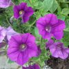 Petunia x hybrida | Viveros Multiplant