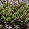 Verónica Macrantha | Vivero Multiplant