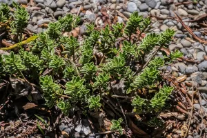 Verónica Macrantha | Vivero Multiplant