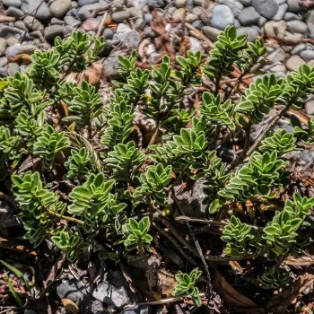 Verónica Macrantha | Vivero Multiplant