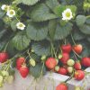 Fragaria Hibrida | Vivero Multiplant