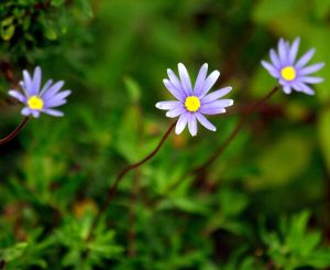 Agatea | Vivero Multiplant