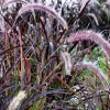 Pennisetum Rubra | Vivero Multiplant