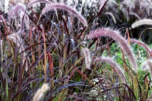 Pennisetum Rubra | Vivero Multiplant