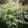 Pennisetum villosum | Vivero Multiplant