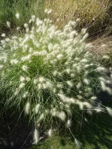 Pennisetum villosum | Vivero Multiplant