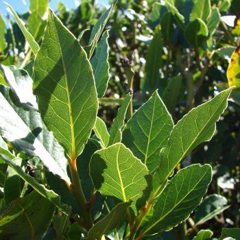 Laurus nobilis Vivero Multiplant