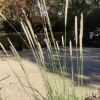 Pennisetum Macrorum | Vivero Multiplant