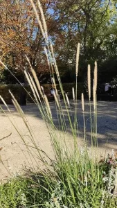 Pennisetum Macrorum | Vivero Multiplant