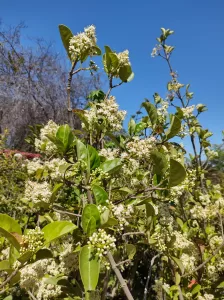 Viburno Mascantha | Vivero Multiplant