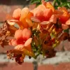 Bignonia Naranja Tecomaria | Vivero Multiplant