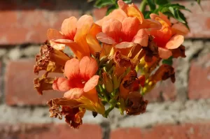 Bignonia Naranja Tecomaria | Vivero Multiplant