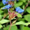 Ceratostigma plumbaginoides | Viveros Multiplant