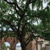 Ginkgo biloba Vivero Multiplant