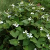 Houttuynia cordata - Vivero Multiplant