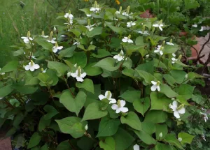 Houttuynia cordata - Vivero Multiplant