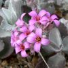 Kalanchoe pumila Vivero Multiplant