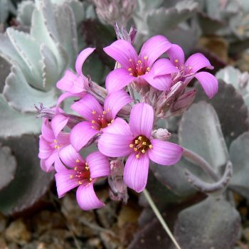 Kalanchoe pumila Vivero Multiplant