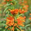 Leonotis leonurus Vivero Multiplant