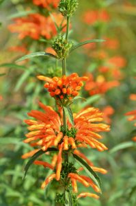 Leonotis leonurus Vivero Multiplant