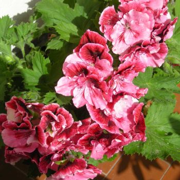 Pelargonium Grandiflorum Vivero Multiplant