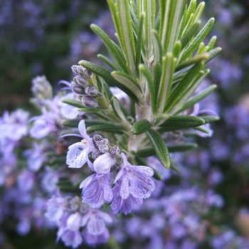 Rosmarinus Officinalis Vivero Multiplant