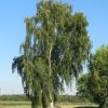 Abedul - Betula pendula Vivero Multiplant