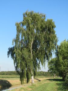 Abedul - Betula pendula Vivero Multiplant