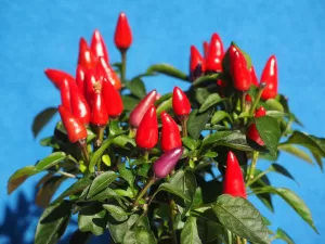 Ají Enano Ornamental - Vivero Multiplant
