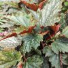 Begonia ala de ángel Viveros Multiplant