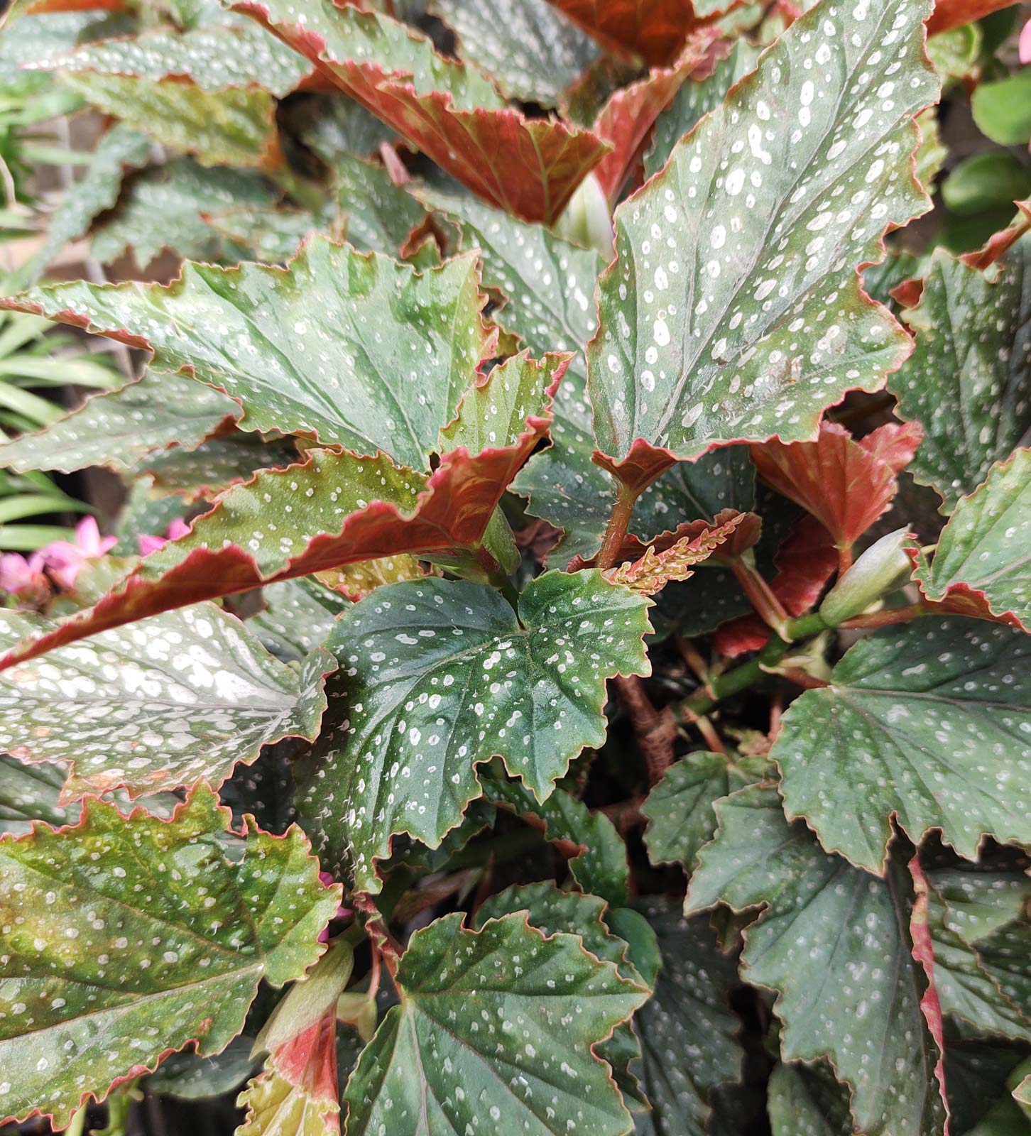 Details 290 imagen begonia alas de angel - Abzlocal.mx
