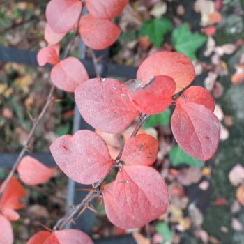 Berberis Rojo Vivero Multiplant