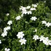 Gardenia jasminoides | Vivero Multiplant