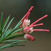 Grevillea_rosmarinifolia Vivero Multiplant