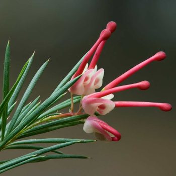 Grevillea_rosmarinifolia Vivero Multiplant