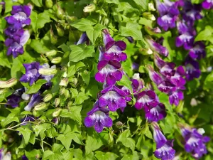 Maurandya barclayana - Vivero Multiplant