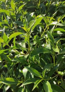 Myoporum acuminatum Vivero Multiplant